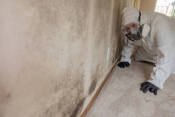 Why You Should Choose Our Mold Remediation Services in Butte, MT